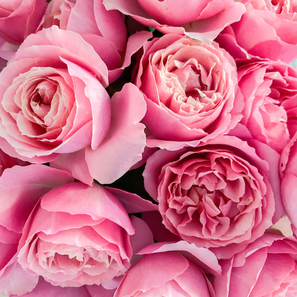 All Dressed Up: Old-fashioned whimsy in the garden