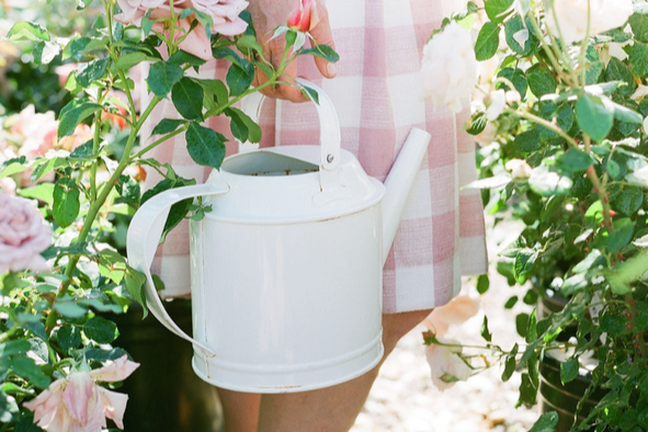 Rose Basics: How Often to Water Roses