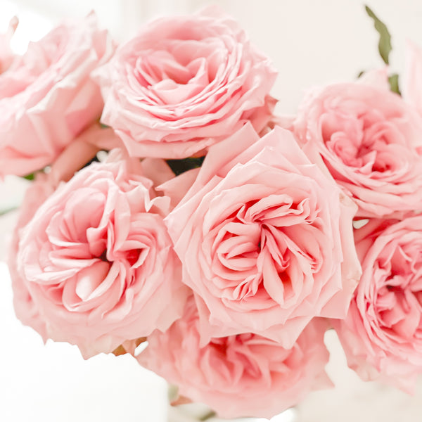 Pink O'Hara