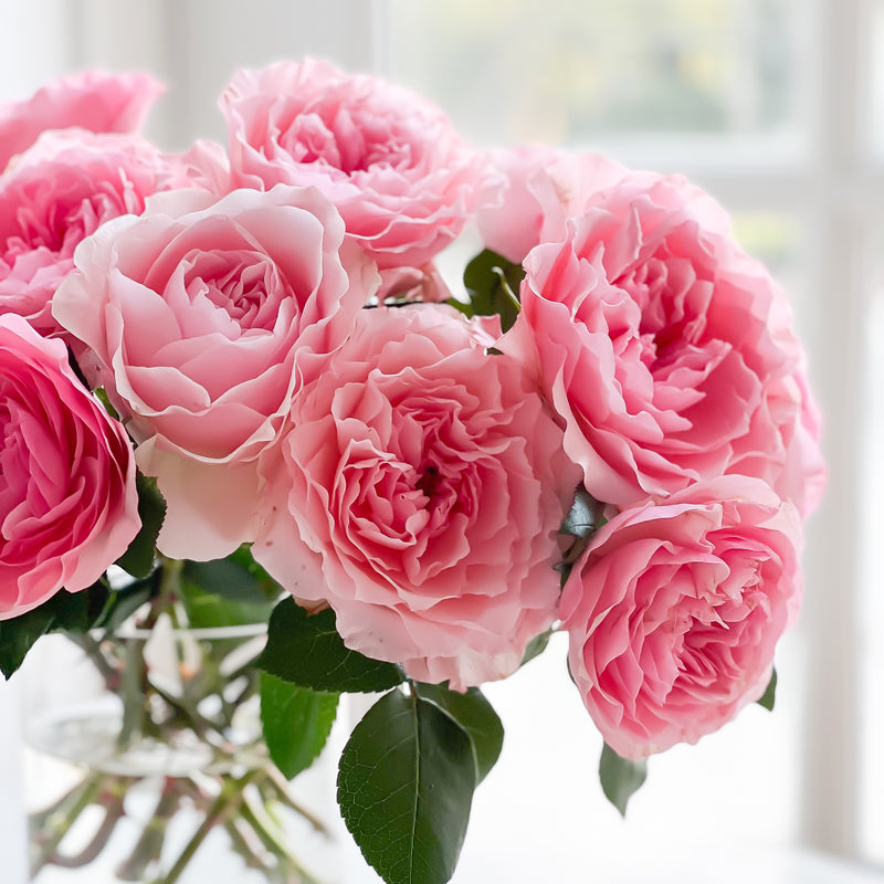 Mayra's Rose