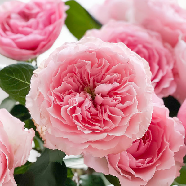 Mayra's Rose