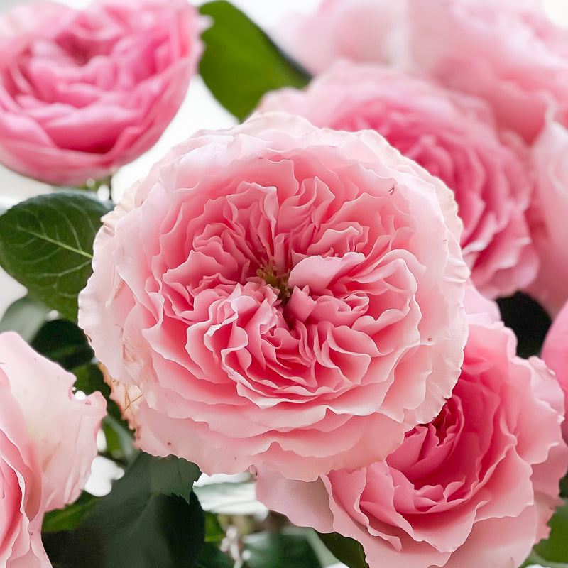 Mayra's Rose