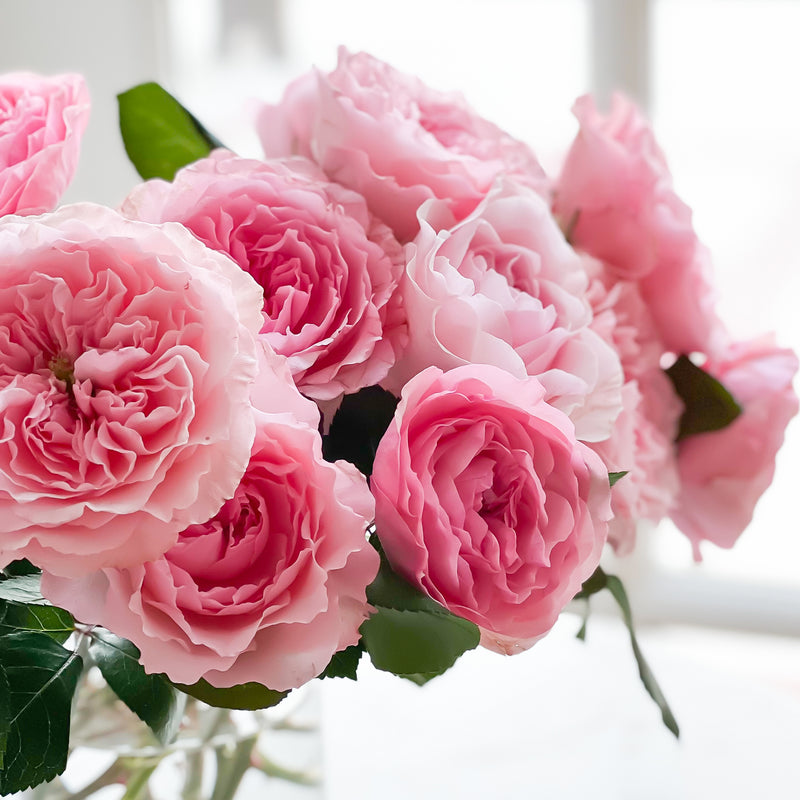 Mayra's Rose