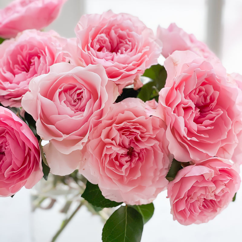 Mayra's Rose