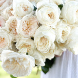 White Garden Rose Bundle