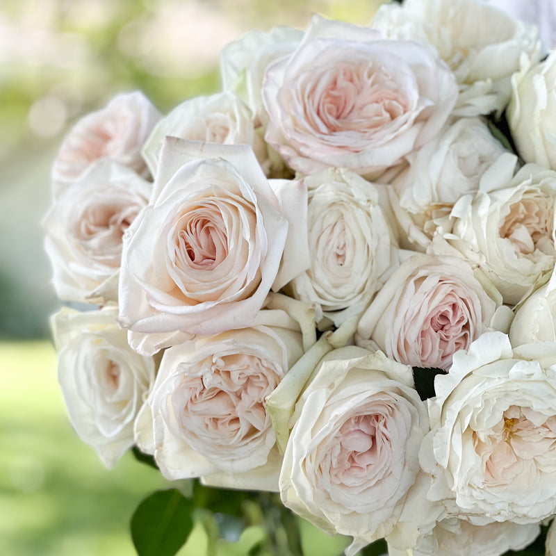 White Garden Rose Bundle
