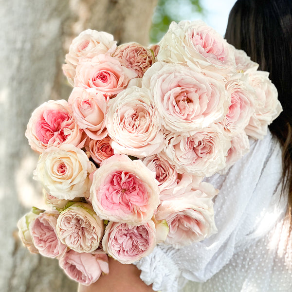 Blush Pink Garden Rose Bundle