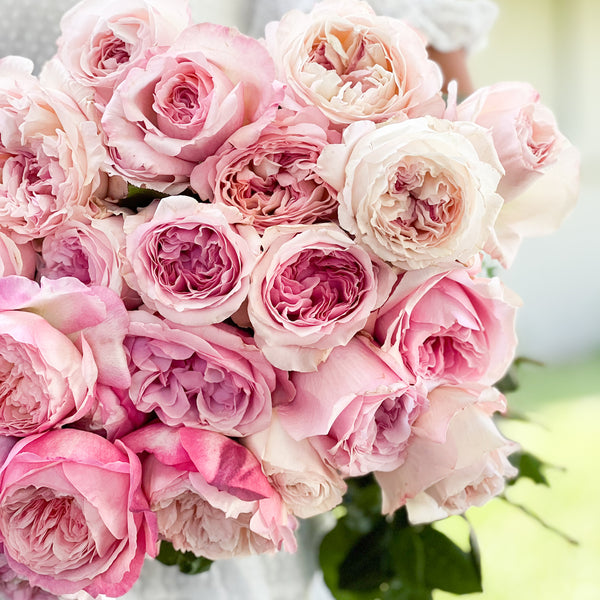 David Austin Pretty in Pink Garden Rose Bundle