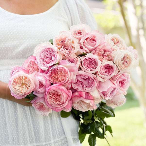Pretty in Pink Garden Rose Bundle