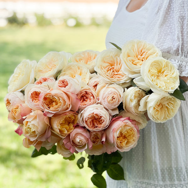 David Austin Peaches and Cream Garden Rose Bundle