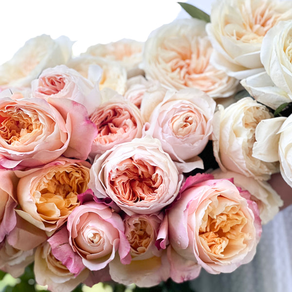 David Austin Peaches and Cream Garden Rose Bundle