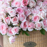 GARDEN ROSES: The Complete Guide to Growing & Arranging Spectacular Blooms *Signed Copy*